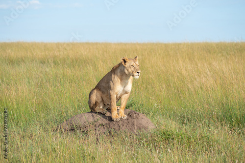 Fototapeta Naklejka Na Ścianę i Meble -  Lioness on a hill