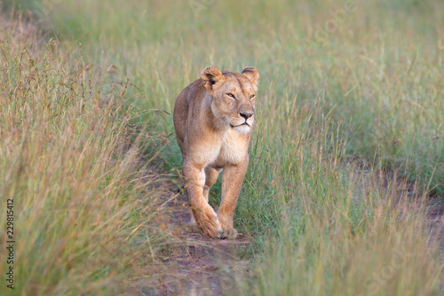 Fototapeta Naklejka Na Ścianę i Meble -  Lioness