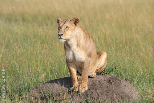 Fototapeta Naklejka Na Ścianę i Meble -  Lioness on a hill