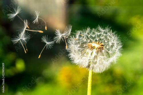 Pusteblume im Wind