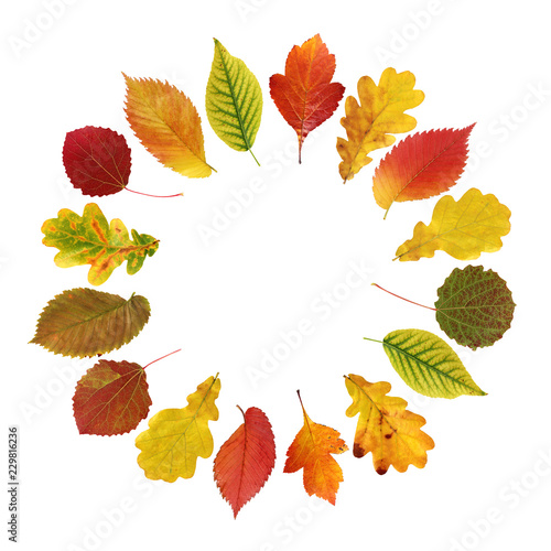Autumn oak leaves isolated on white background. Round frame, wreath of leaves.