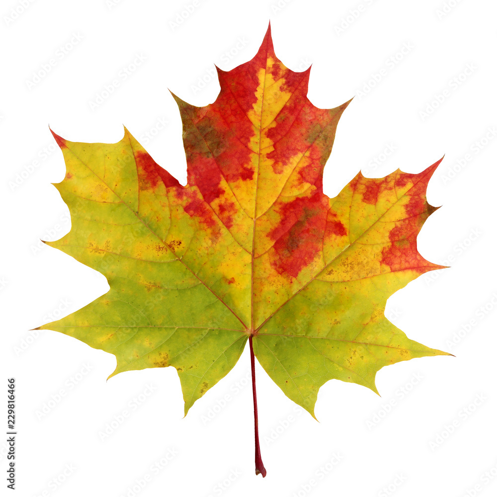 Autumn maple leaf isolated on white background. Autumn maple leaf isolated on white background.