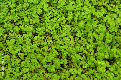 Closeup photograph of soleirolia soleirolii. 