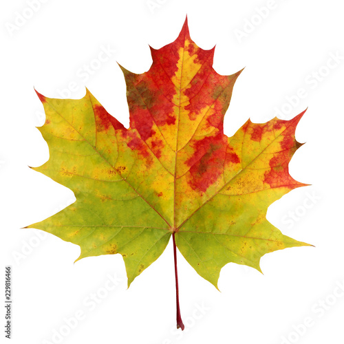 Autumn maple leaf isolated on white background.