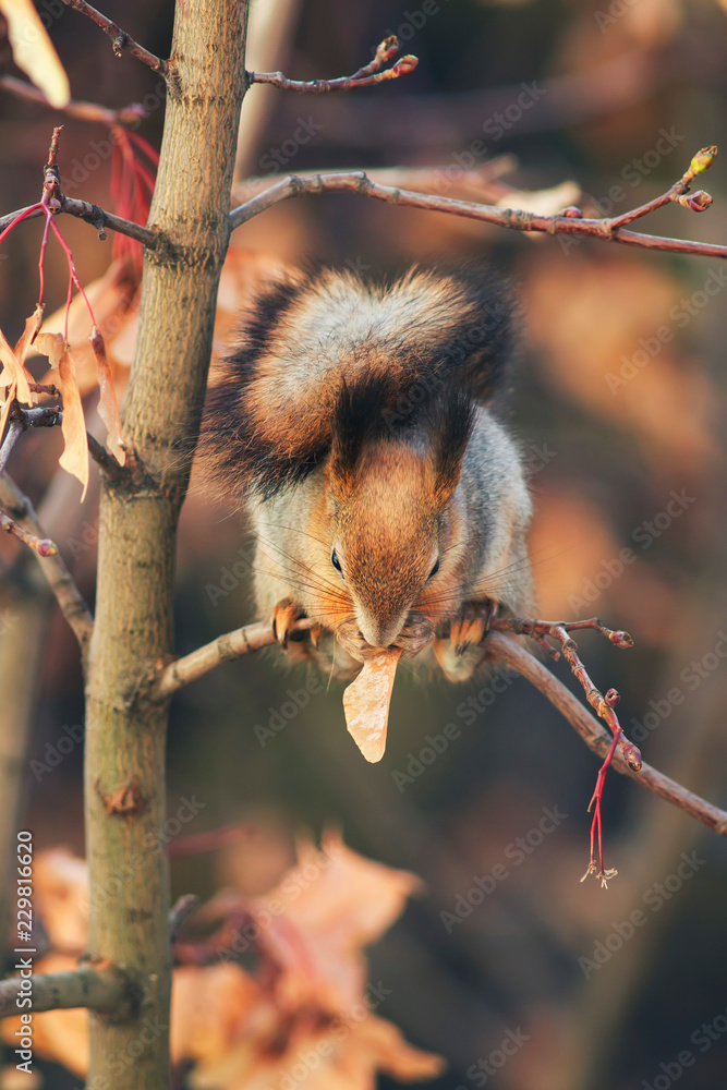 beautiful animal red squirrel in autumn Park sits on a maple tree and eats its seeds