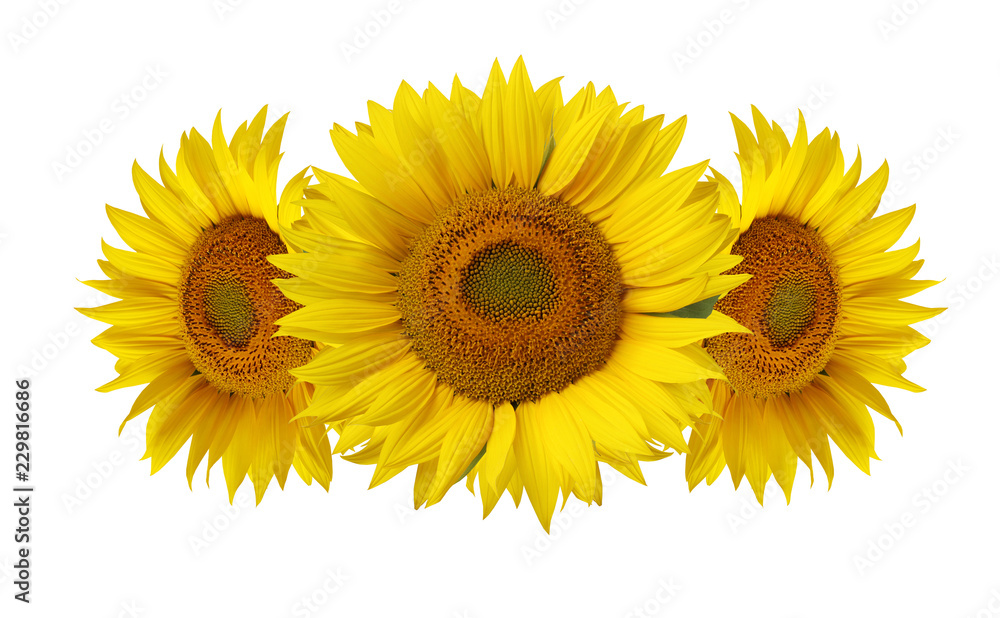 Naklejka premium Sunflowers isolated on white background.