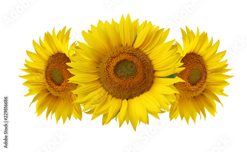 Fototapeta Naklejka Na Ścianę i Meble -  Sunflowers isolated on white background.
