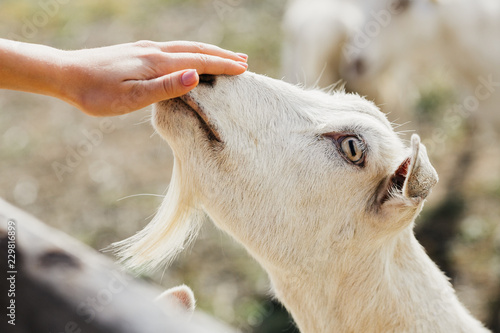 white goat reaches for a hand close-up photo