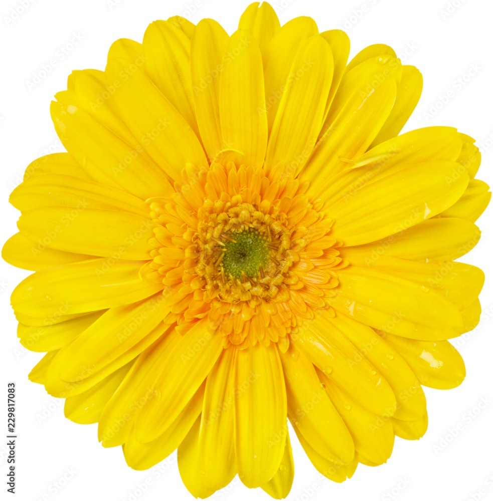 Yellow Gerbera Daisy Yellow Gerbera Daisy