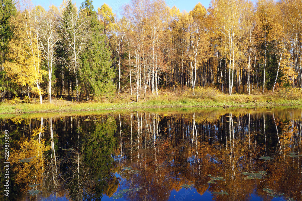 Fototapeta premium Autumn nature. Trees with yellow leaves.