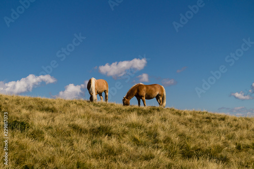 Pferde in den Bergen © Christoph