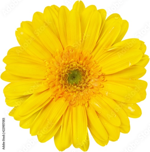 Yellow Gerbera Daisy