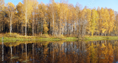 Trees with yellow foliage on the lake. Golden fall.