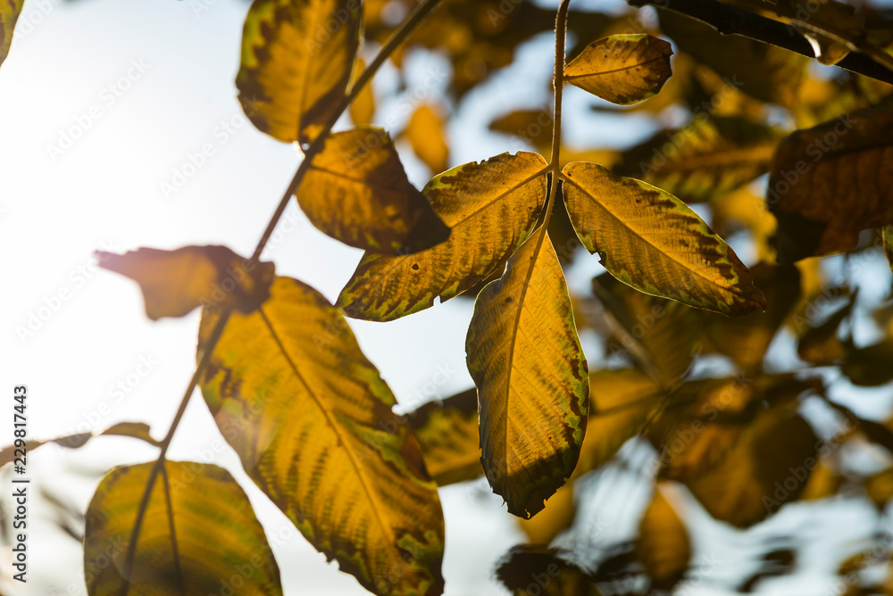 Obraz premium Piękna jesień 3