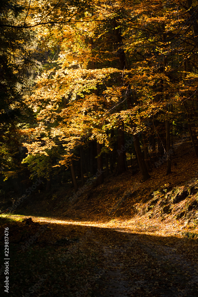 Forest in Czech Republic in Autumn