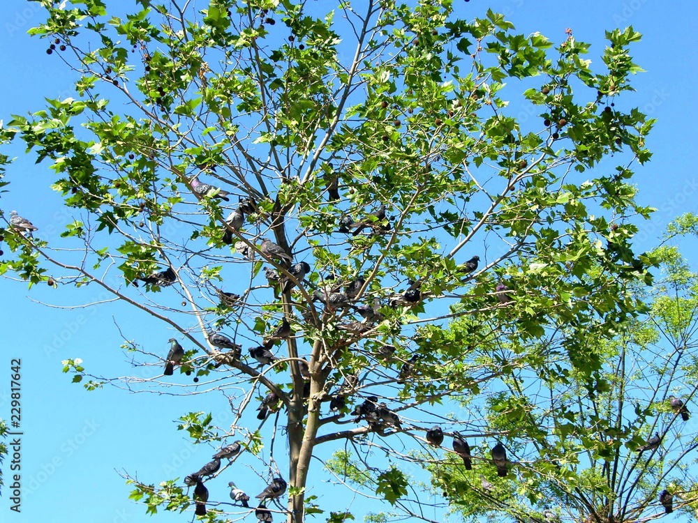 Fototapeta premium birds on tree