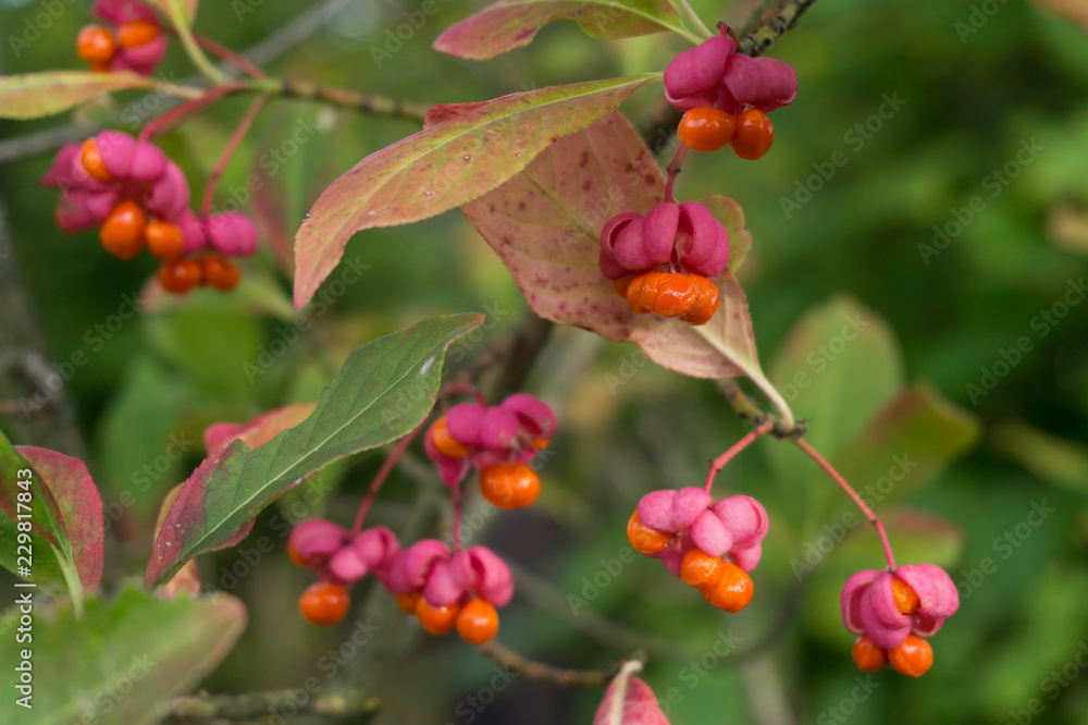 Obraz premium Poisonous berries of European spindle, Euonymus europaeus