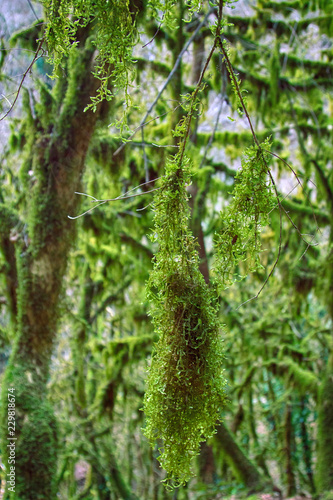 Famous Boxwood Colchis (Buxus colchica) subtropical evergreen covered Neckera moss photo