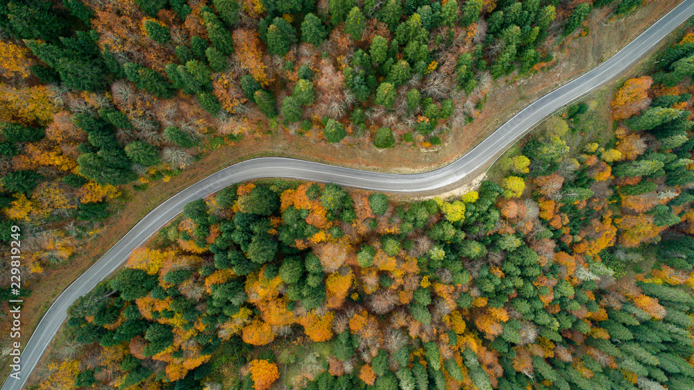 Scenic aerial view looking at a winging road in the middle of the colorful forest during fall season.