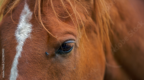 Fotografie Horse, close up