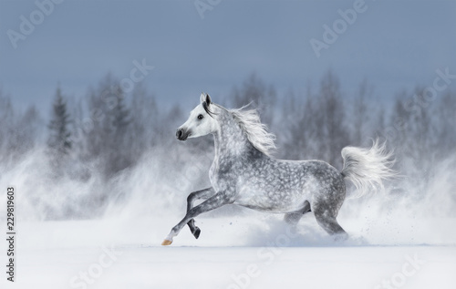 Grey arabian horse galloping during snowstorm.