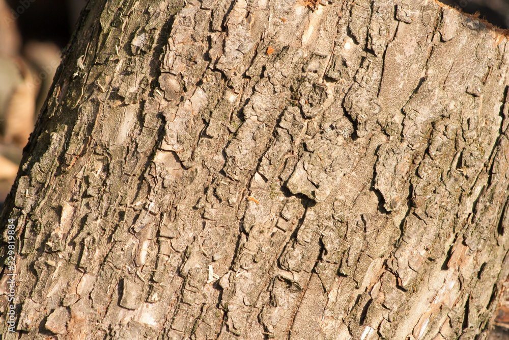 natural oak bark texture. Gray trunk background natural oak bark texture. Gray trunk background