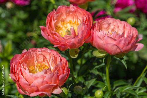 Fototapeta Naklejka Na Ścianę i Meble -  Herbaceous Peonies 'Pink Hawaiian Coral' in flower