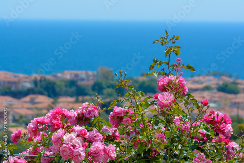 Rosen vor Häusern und Mittelmeer © H. Rambold