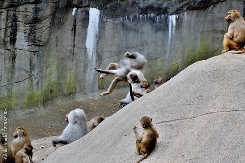 Foto Pawian salto