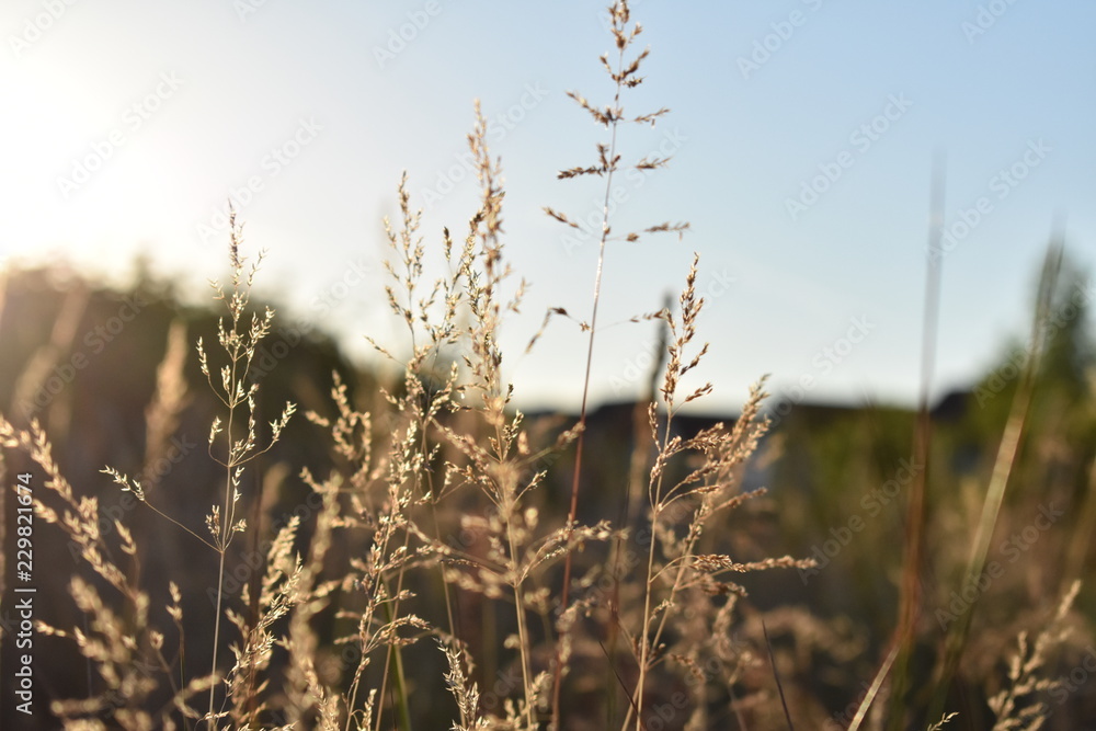 Obraz premium dry grass in the sun