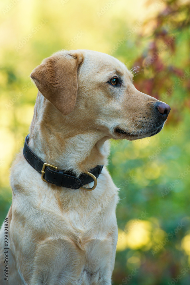 Sitting labrador retriever dog looks to the side Sitting labrador retriever dog looks to the side