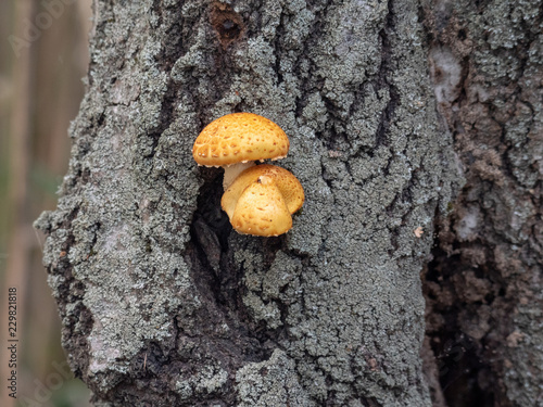 mushrooms growing at trees in autumn fall forest