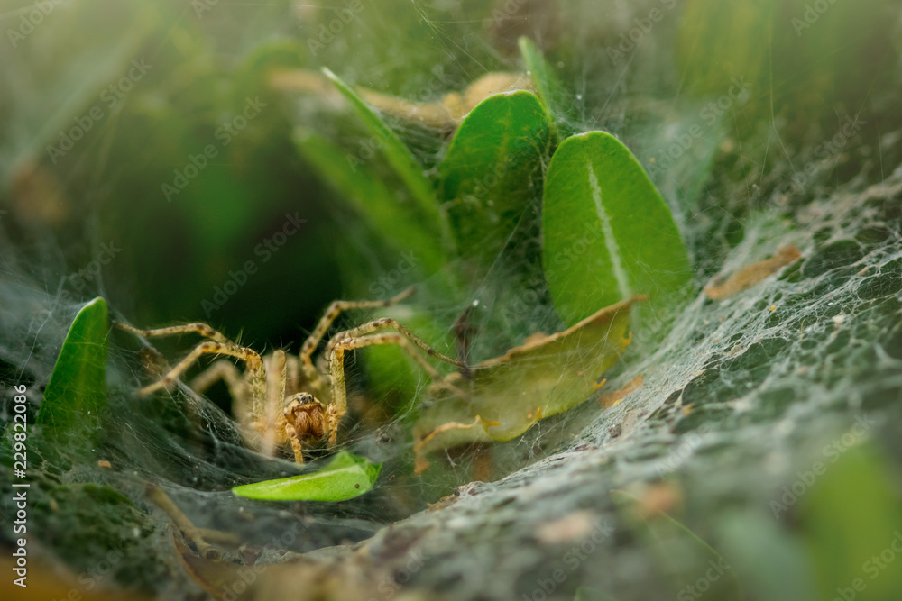 A spider hidden in an oval web surrounded by leaves. Spider waiting in web to catch prey A spider hidden in an oval web surrounded by leaves. Spider waiting in web to catch prey