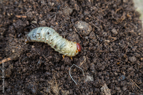 Bilde på lerret Close up of white grubs burrowing into the soil