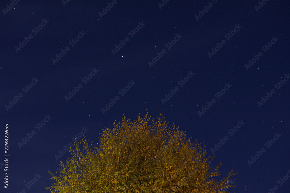 Autumn silver birch tree with night sky and stars above
