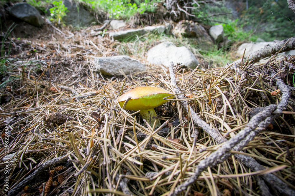 Yellow boletus (Sullius granulatus), forest mushrooms Yellow boletus (Sullius granulatus), forest mushrooms