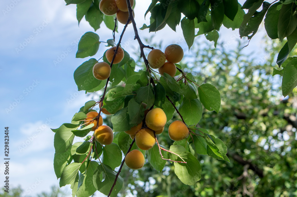 Prunus armeniaca tree branches full of frits, ripening apricots on the tree during summer season Prunus armeniaca tree branches full of frits, ripening apricots on the tree during summer season
