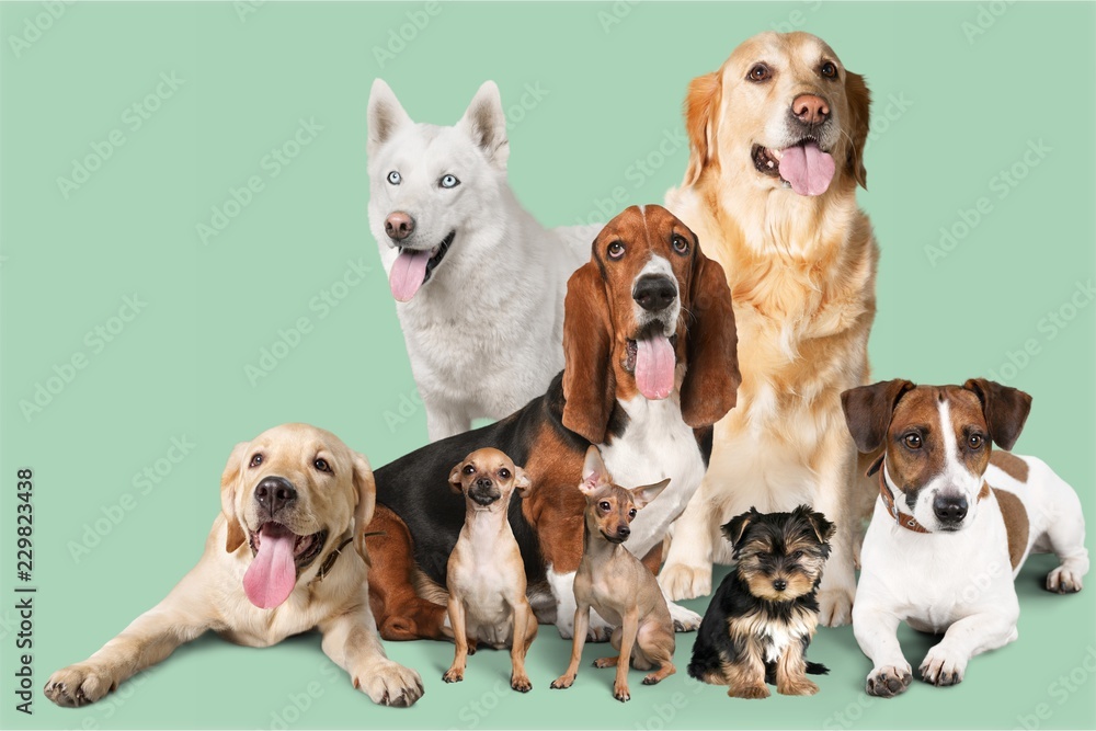 Group of dogs on white background Group of dogs on white background