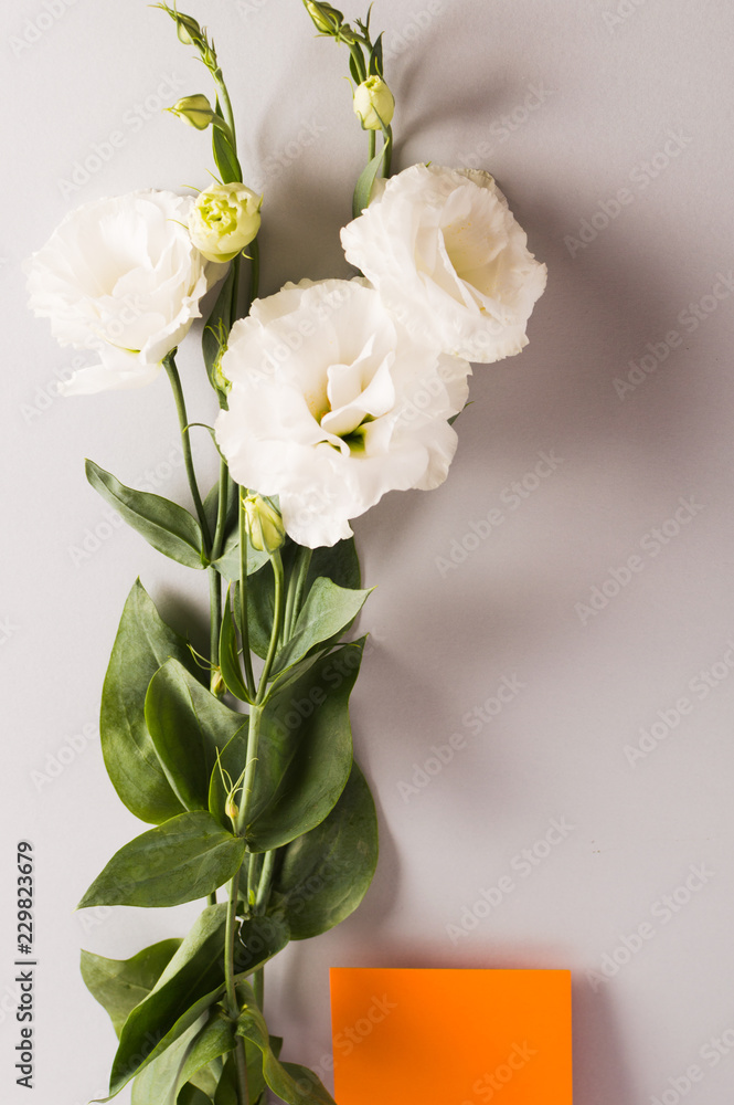 Invitation card. White flowers Lisianthus, eustoma with copy space. vertical.