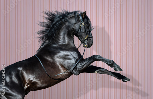 Black Pura Spanish Horse rearing on striped background.