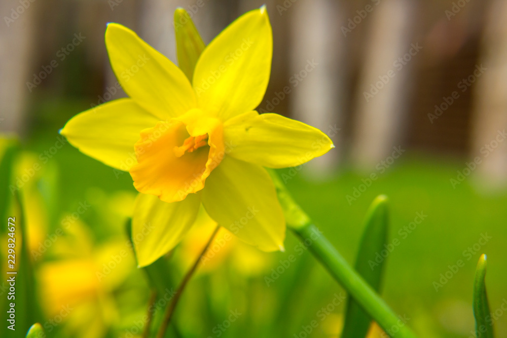 Closeup of beautiful narcissus Closeup of beautiful narcissus