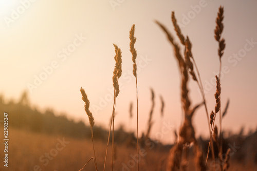 Beautiful scene with waving wild grass on a sunset.