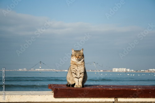 Photography big powerful beautiful gray cat sitting on the bench