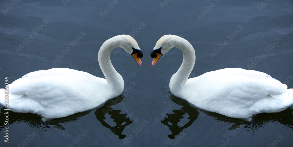 Obraz premium White Swans