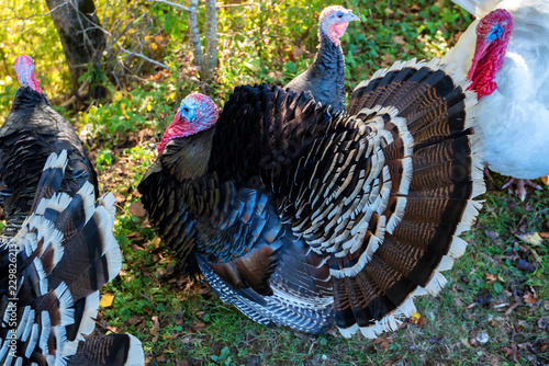 Fotografi Male and female turkeys outdoors on grass