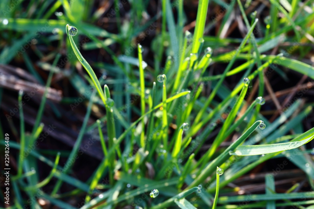 drops drops