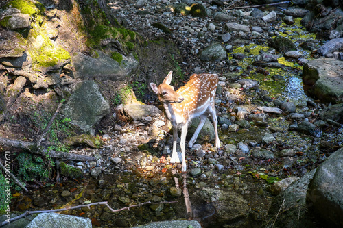 Daino vicino ad un ruscello in una foresta in estate, Villa Pallavicino, Stresa, Lago Maggiore, Piemonte photo