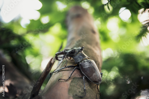 Stag beetle close up macro