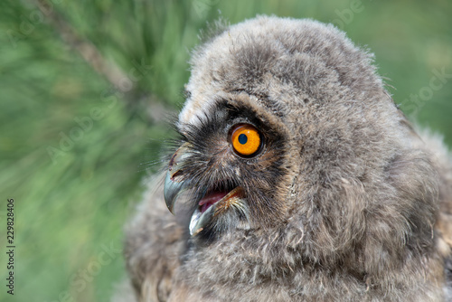 Kulaklı orman baykuşu » Long-eared Owl » Asio otus © Yasin