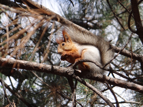 Squirrel in autumn © Aleksandr
